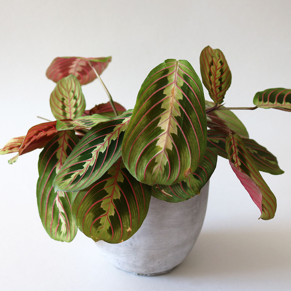 Red Prayer Plant