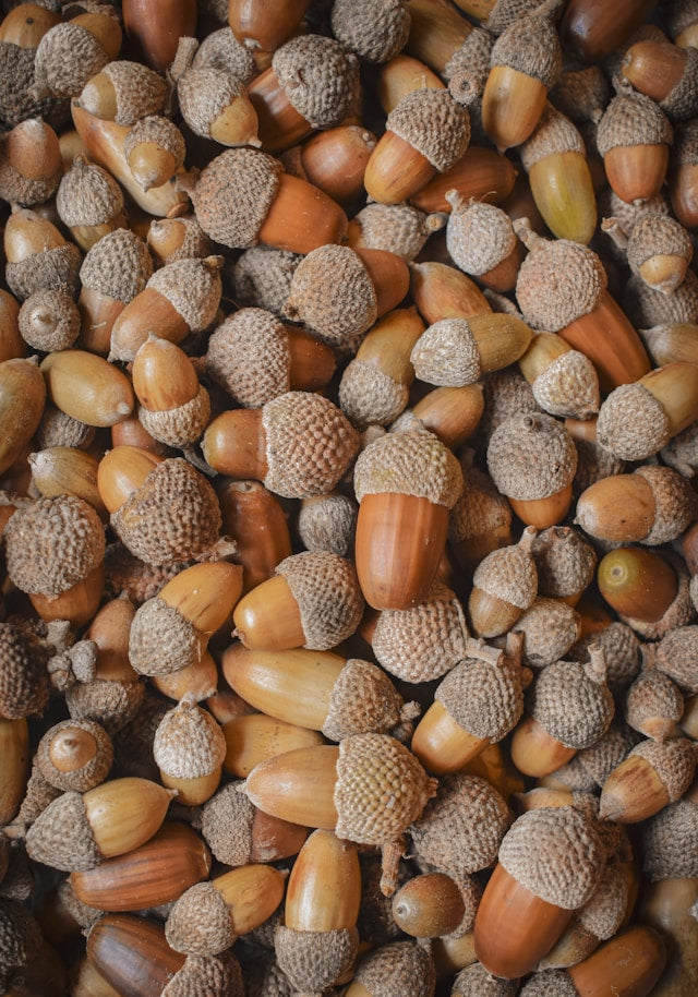 Acorn License